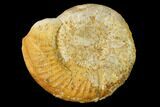Callovian Ammonite (Perisphinctes) Fossil - France #152703-1